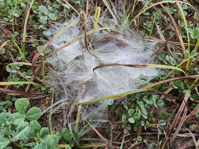 Dewdrops on a spider web 