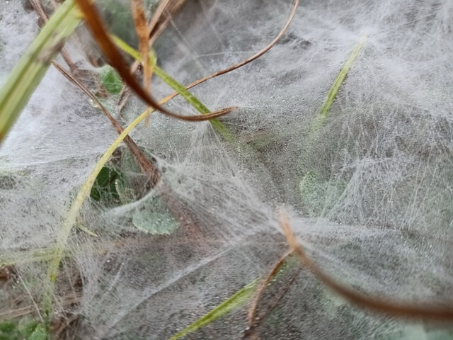Winter morning spider web image 