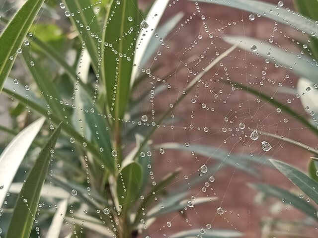 Beads of dew on a spider web 