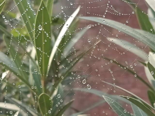 Rows of dewdrops on a web 