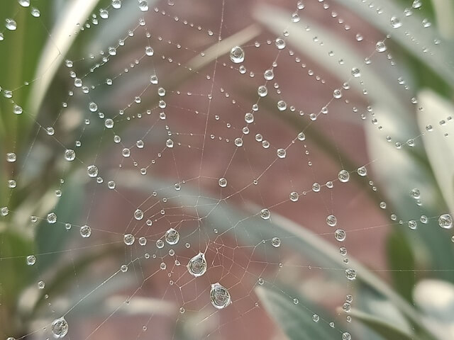 Beautiful close up image a spider web 