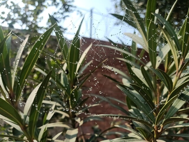 Spider web on a plant leaves 