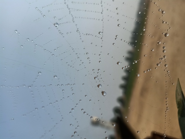 Mesmerizing view of spider web with dewdrops
