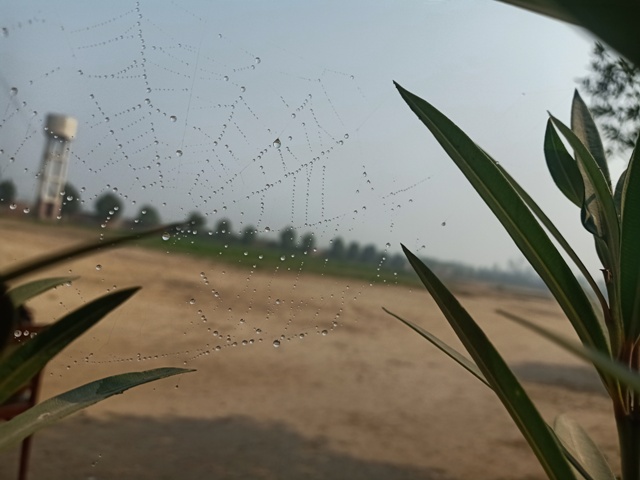 Spider web and dew drops on a plant 