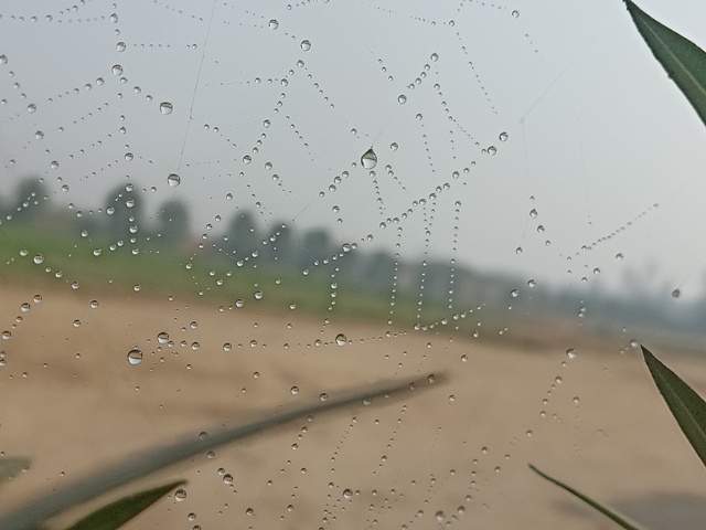 Dewdrops pattern on a spider web 