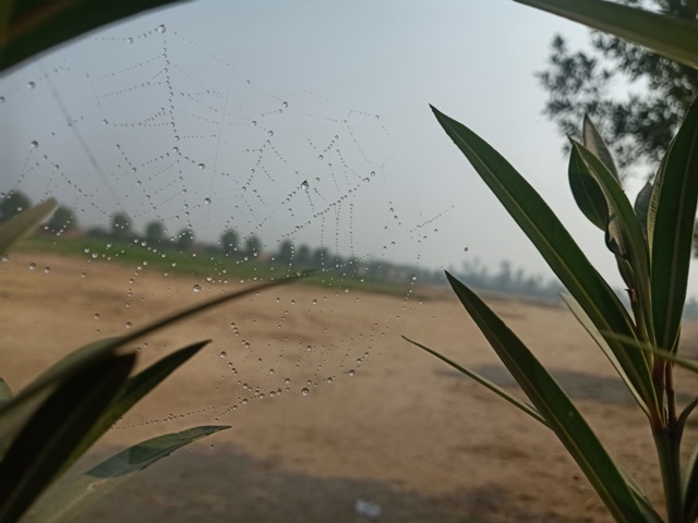 Beautiful beads of dew 