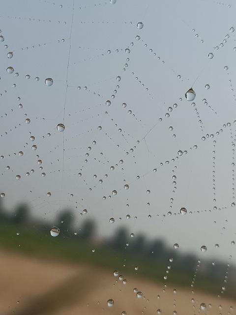 Spider web and dewdrops with sky in the background 