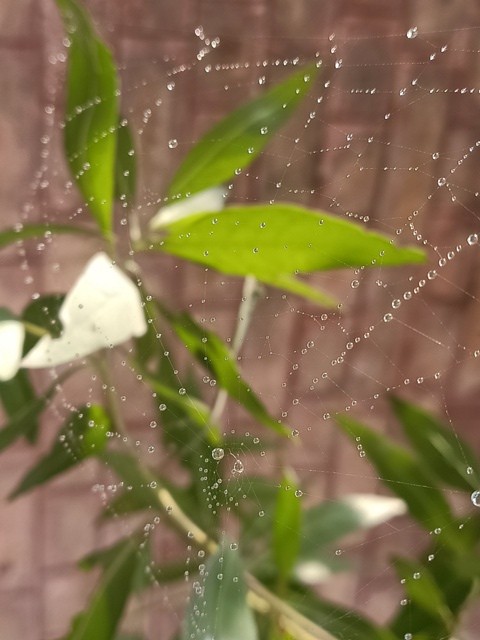 Dewdrops after sunrise 