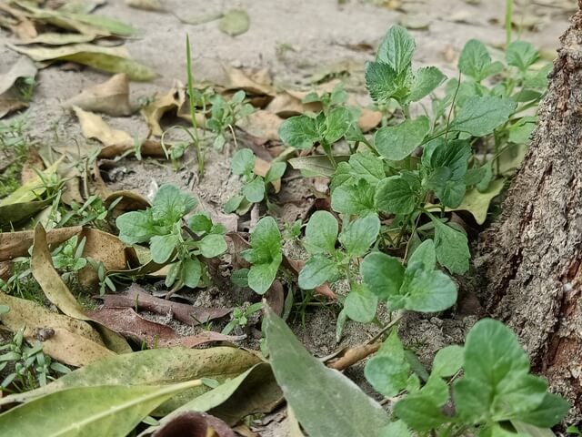 Tiny weeds on the ground 