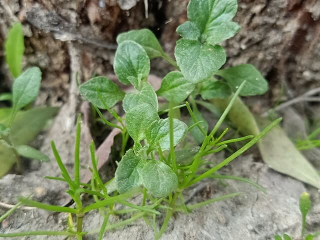 Wild plants blooms 