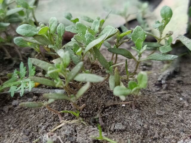 Germination of weeds 