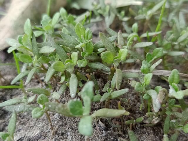 Weeds on the ground 