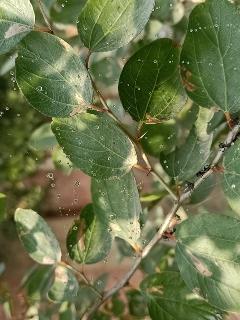 Spider web on a jujube plant leaves 