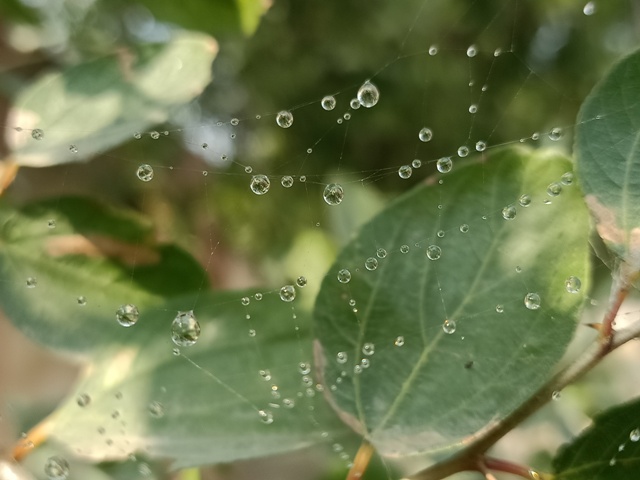 Dewdrops beads 