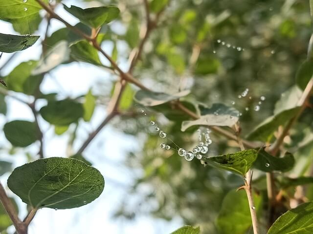 String of dewdrop beads 