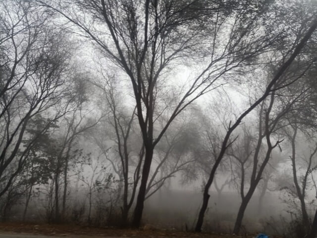 Aesthetic trees in a foggy morning 