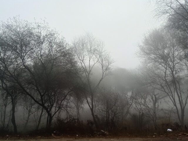 Road side trees in a foggy morning 