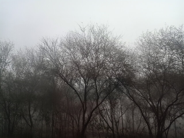 Trees and fog 