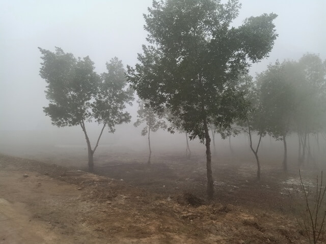 A forest in a foggy morning 