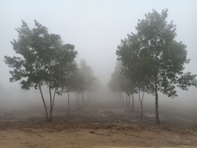 Tree line in a foggy morning 