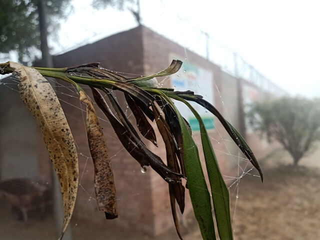 Winter morning plants 