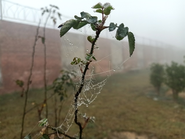 Rose plant with dewdrops on a web 