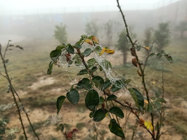Rose plant leaves with dewdrops and spider webs 