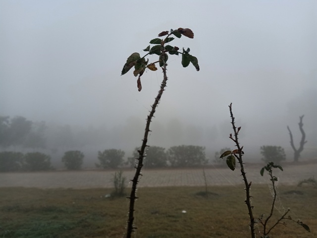 A rose plant in a foggy morning 