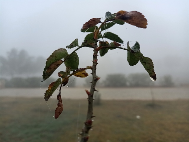 Rose plant leaves and dew