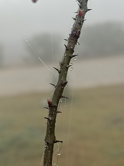 Spider web strings on a rose plant stem 