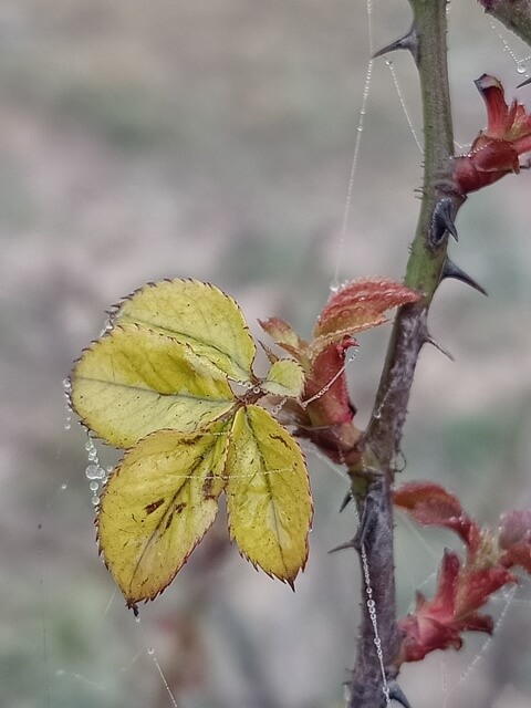 Winter morning and rose leaves 