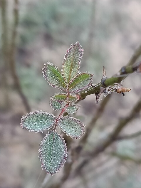 Dewdrop beads on a rose plant leaves 