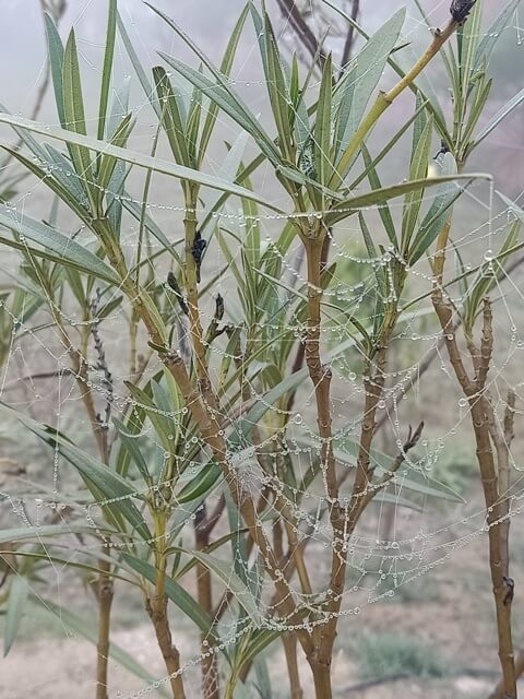 Garden plant with dewdrops 