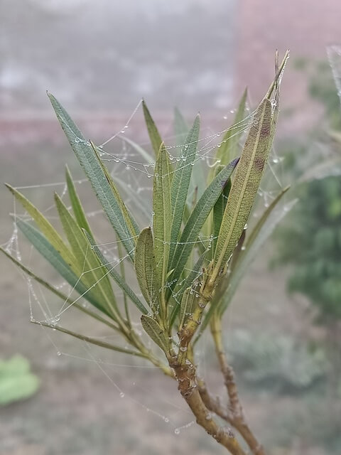 Attractive leaves pattern with dewdrops 