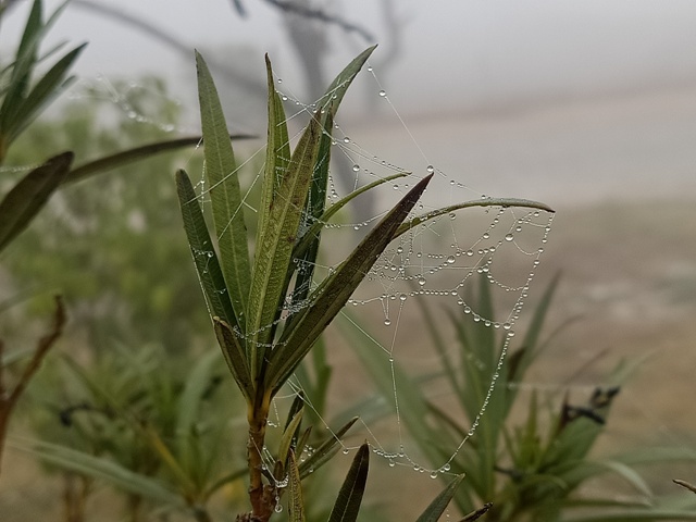 Garden plant leaves with spider web 