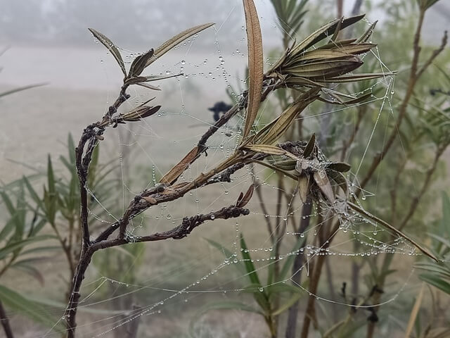 Foggy morning and spider webs with dew 