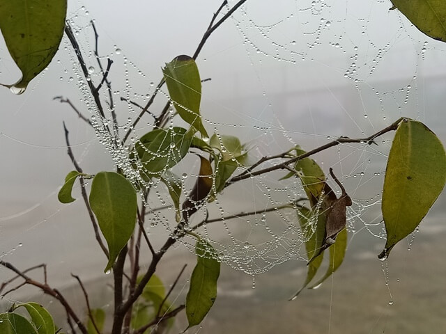 Rose plant with dewdrops and spider web 