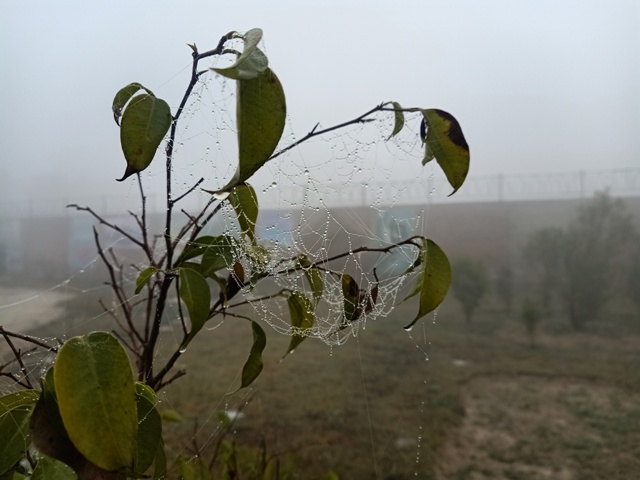 A garden plant with dewdrops in a foggy morning 