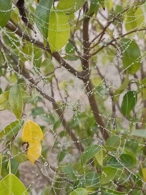Arrangement of dewdrops on a spider web 