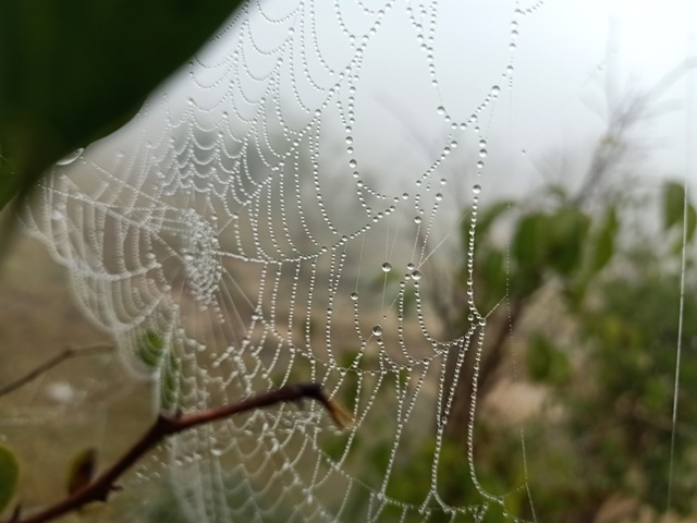 Foggy morning and a beautiful pattern of a spider web with dew 