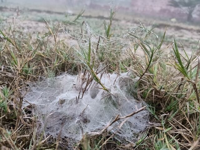 Grass with a spider web in a winter morning 