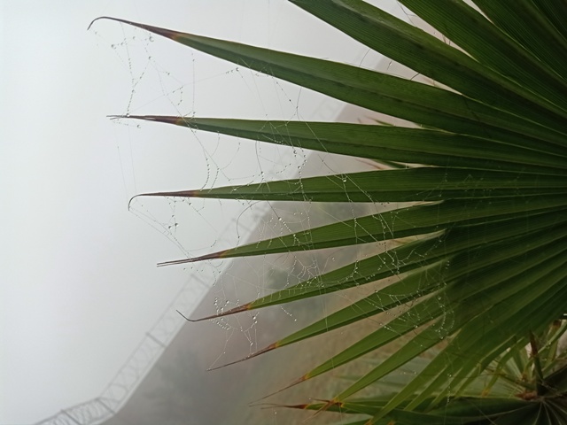 Palm leaves with spider webs 