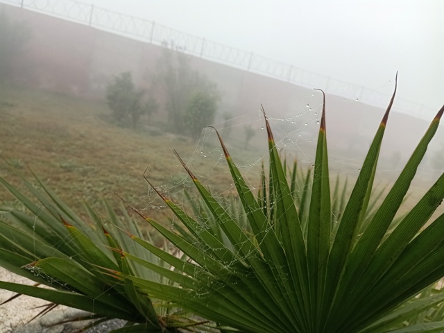 Aesthetic view of a garden in the foggy morning 