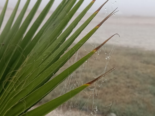Palm leaves with dewdrops 