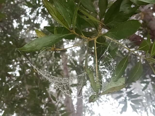Spider web on a ficus tree 