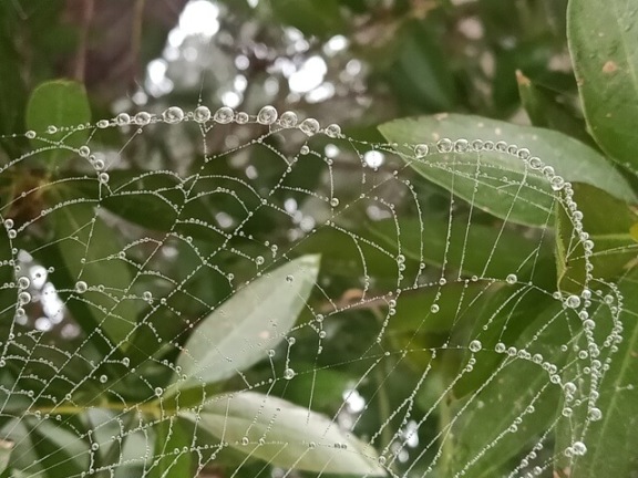 Intricate pattern of dewdrops on a web 