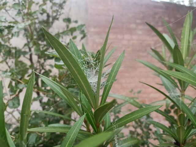 Winter morning dew on a plant leaves 