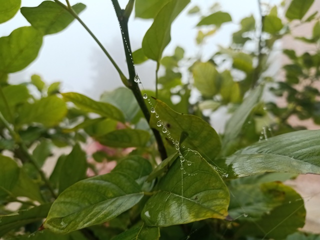 Beads of dewdrops on a plant 