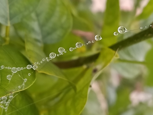 Beads of dew 