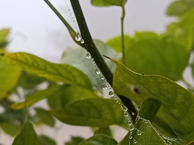 Dewdrops in a row 